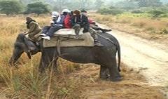 elephant safari from club mahindra radisson resort corbett