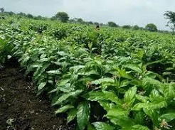 govt accrediated shatavari plant supplier in dehradun, nainital, tehri, uttarkashi