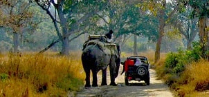 may, june & july is ideal weather for jeep safari in jim corbett national park 