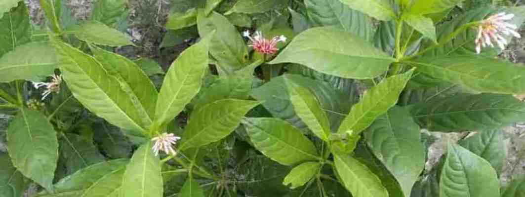 sarpgandha powder-plants in rudrapur-uttarakhand